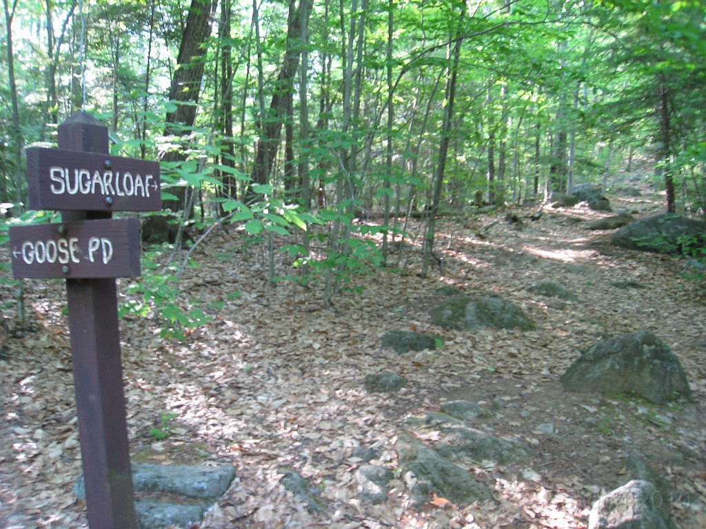 Elwell Trail NH 2010 081.jpg - Now, to the left or the right... I went right.